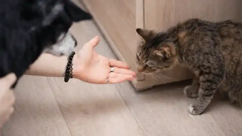 3 Tips to Spot Anxiety in Dogs and Cats
