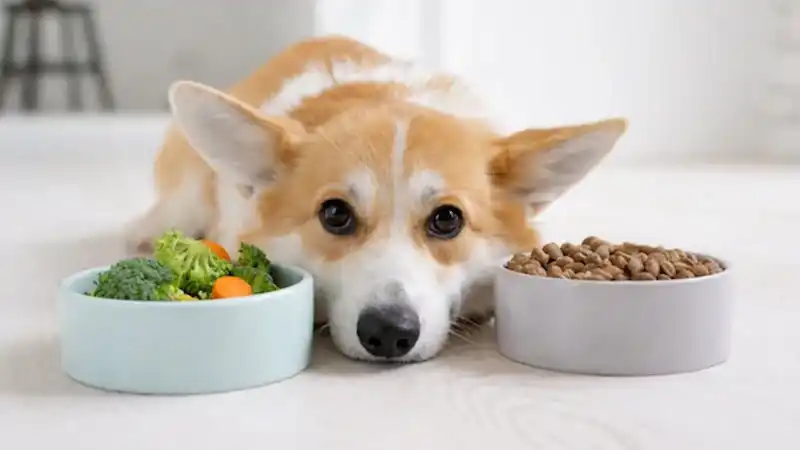 5 Signs Your Pet's Diet Isn't Right for Their Breed