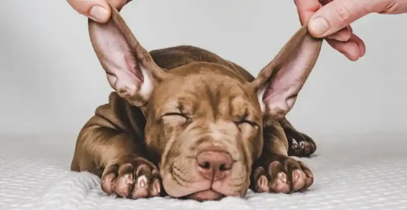 A Pet Parent's Guide to Otitis Externa in Dogs