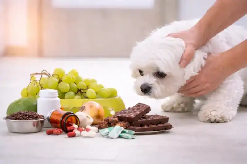 Is This a Pet Emergency? A Decision Support Guide for Suspected Poisoning