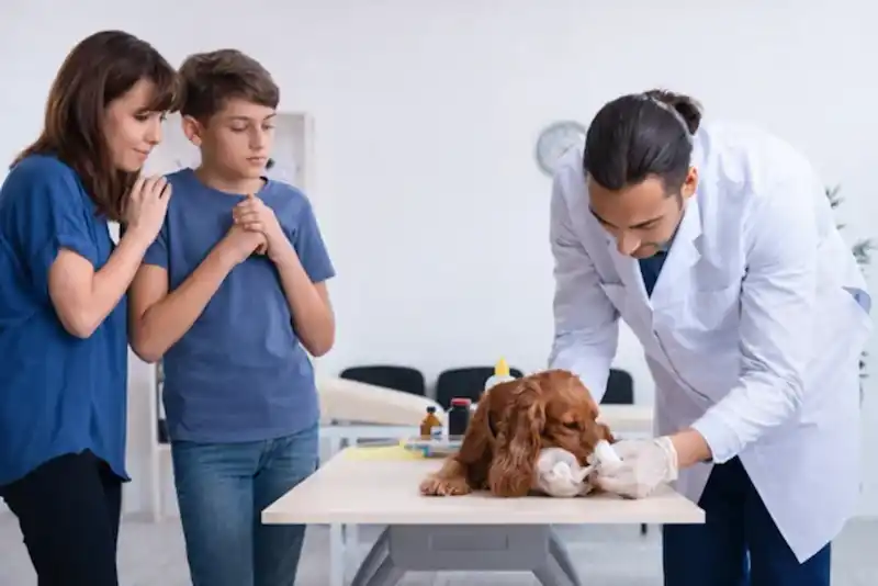 How Long You Should Monitor Your Pet's Symptoms Before Going to the Vet