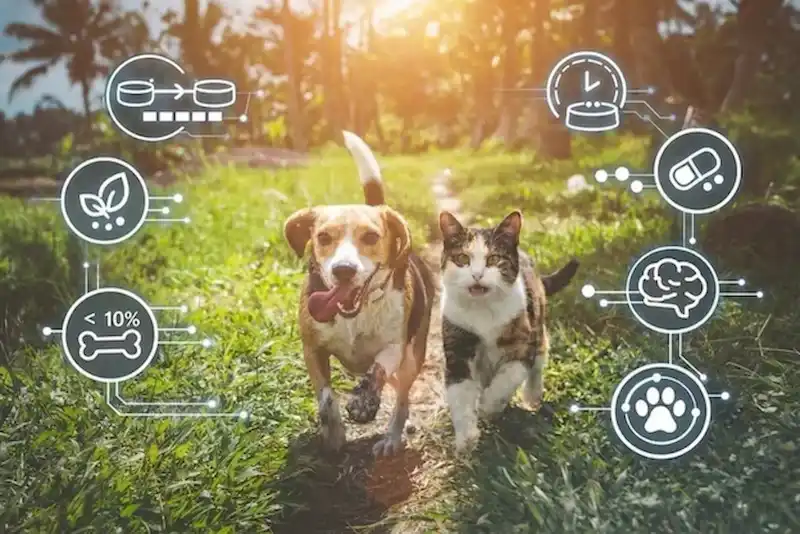 The Pet Microbiome Explained: 7 Everyday Habits That Support Gut Health