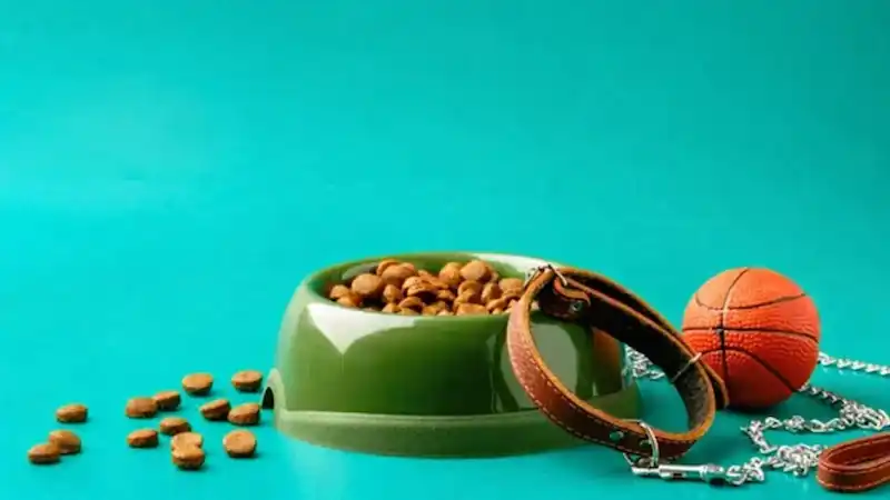 The Top 10 Tools All Pet Parents Need (Ranked for 2026)