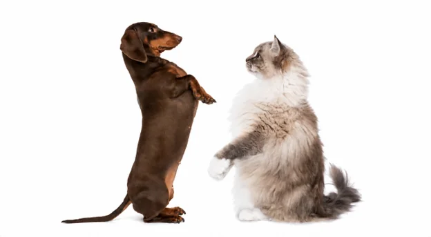 Cats Are Not Small Dogs