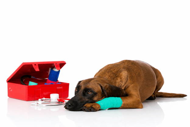 How to Tell if Your Dog is in Pain: 25 Vet-Backed Signs (and What to Do Next)